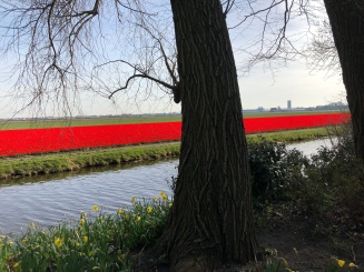 A Red Ribbon of Tulips