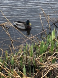 Duck in Kinderdijk Canal