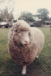 I think this is my best side? Lamby circa 1982