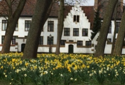 Crocus in Bruges Convent Gardens